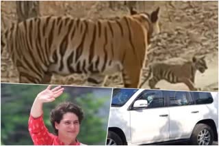 Priyanka Gandhi in Ranthambore