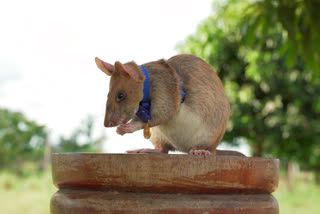 Magawa - African rat