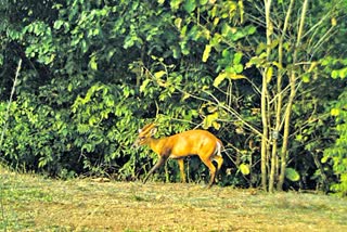 Barking Deer