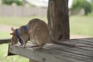 Mine-detecting rat in Cambodia dies  Magawa, an African giant pouched rat, passed away  കുഴിബോംബുകള്‍ കണ്ടെത്തുന്ന എലി ചത്തു  കംബോഡിയക്കാരുടെ ഹീറോ മഗാവ എന്ന എലി ചത്തു