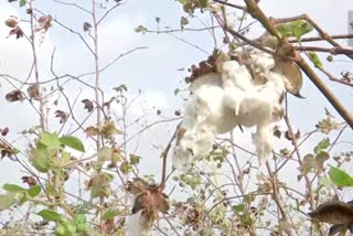 hit cotton crops