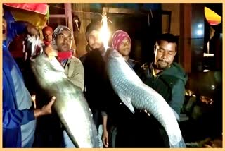 fish-market-of-sulung-bazar-lakhimpur-in-the-ocassion-of-bhogali-bihu