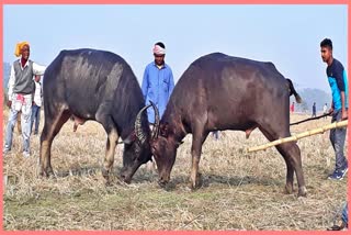 due-to-covid-situation-traditional-buffalo-fight-has-cancelled-in-ahatguri