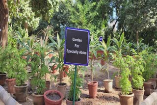 Botanical Gardens of MS University : MS યુનિવર્સિટીના બોટનીકલ ગાર્ડનને 100 વર્ષ પૂર્ણ, પ્રજ્ઞાચક્ષુઓ માટે વિશેષ સુવિધા સાથે રાજ્યનું પ્રથમ બોટનીકલ ગાર્ડન