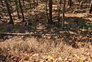 Fencing in forest area of ​​Madhya Pradesh Chhattisgarh