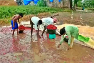 Rains Effect: రైతులను నిండా ముంచిన అకాల వర్షాలు