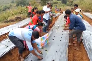 strawberry farming in kotia