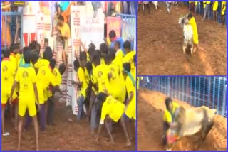 Tamil Nadu Jallikattu