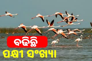 ଭିତରକନିକାରେ ଶେଷ ହେଲା ପକ୍ଷୀ ଗଣନା, ଏ ବର୍ଷ ବଢିଛି ପ୍ରଜାତି ଓ ସଂଖ୍ୟା