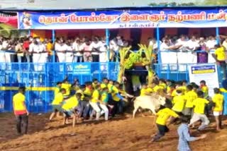 jallikattu