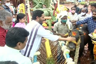 Jagan in sankranti celebrations