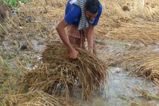 farming destroyed due to heavy rains in boudh