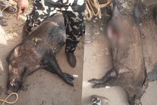 Forest department kills pig caused road accident  pig attack in kerala  പന്നിയെ വനംവകുപ്പ് വെടിവച്ചുകൊന്നു  പന്നി വാഹനാപകടം