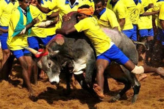 Jallikattu turns the spotlight on Madurai