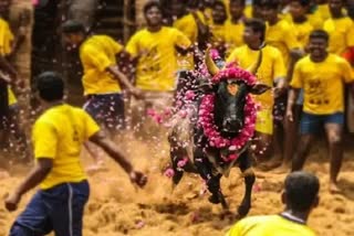 Pudukkottai Thatchankurichi Jallikattu  people injured in jallikattu  Thatchankurichi bulls and tamers  ജെല്ലിക്കെട്ടിനിടെ അപകടം  ജെല്ലിക്കെട്ട് കാളകള്‍  പുതുക്കോട്ട മത്സരാർഥികള്‍ക്ക് പരിക്ക്