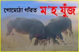 Buffalo Fight in Nagaon