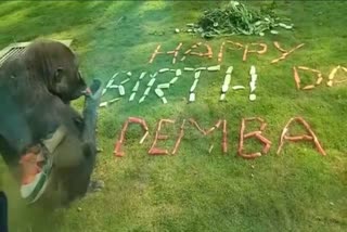 Gorilla's birthday celebrated in a unique way at Mysore Zoo