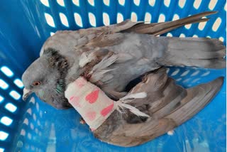 Birds were injured by kite's string