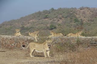 Lion in Gir Jamvala Range: ગીર પૂર્વમાં સિંહબાળની રખેવાળી કરતી સિંહણની અદ્ભુત તસવીરો