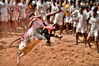 jallikattu competition  madurai jallikattu competition  jallikattu competition started in palamedu  palamedu jallikattu  palamedu jallikattu competition  பாலமேட்டில் ஜல்லிக்கட்டு தொடங்கியது  பாலமேடு ஜல்லிக்கட்டு  ஜல்லிக்கட்டு  மதுரை ஜல்லிக்கட்டு  மதுரை பாலமேடு ஜல்லிக்கட்டு