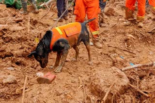 Dog rescued from collapsed house, Dog rescued from collapsed house in Seattle, Seattle dog rescue news, ಕುಸಿದು ಬಿದ್ದ ಮನೆಯಿಂದ ಶ್ವಾನ ರಕ್ಷಣೆ, ಸಿಯಾಟಲ್​ನಲ್ಲಿ ಕುಸಿದು ಬಿದ್ದ ಮನೆಯಿಂದ ಶ್ವಾನ ರಕ್ಷಣೆ, ಸಿಯಾಟಲ್​ನಲ್ಲಿ ನಾಯಿ ರಕ್ಷಿಸಿದ ಸುದ್ದಿ,