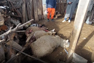 In Ganderbal, dogs killed several sheep and goats