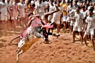 jallikattu competition, madurai jallikattu competition, jallikattu competition started in palamedu, Tamilnadu jallikattu, palamedu jallikattu competition, ಜಲ್ಲಿಕಟ್ಟು ಸ್ಪರ್ಧೆ, ಮಧುರೈ ಜಲ್ಲಿಕಟ್ಟು ಸ್ಪರ್ಧೆ, ಪಾಲಮೇಡುವಿನಲ್ಲಿ ಜಲ್ಲಿಕಟ್ಟು ಸ್ಪರ್ಧೆ ಆರಂಭ, ತಮಿಳುನಾಡು ಜಲ್ಲಿಕಟ್ಟು, ಪಾಲಮೇಡು ಜಲ್ಲಿಕಟ್ಟು ಸ್ಪರ್ಧೆ,