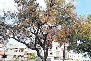 Pests to the Neem Tree