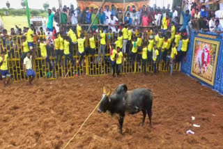 suriyur jallikattu  trichy suriyur jallikattu  jallikattu  trichy jallikattu  திருச்சி சூரியூர் ஜல்லிக்கட்டு  சூரியூர் ஜல்லிக்கட்டு  திருச்சி ஜல்லிக்கட்டு  ஜல்லிக்கட்டு