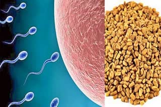 SPERM INCREASE FOOD MEDICINE TO INCREASE SPERM COUNT AND MOTILITY