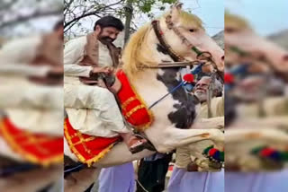 hero balakrishna horse riding in sankranthi celebrations, hero balakrishna horse riding in sankranthi celebrations at Prakasam district, hero balakrishna horse riding news, ಸಂಕ್ರಾಂತಿ ಸಂಭ್ರಮದಲ್ಲಿ ಕುದುರೆ ಏರಿ ರಂಜಿಸಿದ ಬಾಲಯ್ಯ, ಪ್ರಕಾಶಂ ಜಿಲ್ಲೆಯಲ್ಲಿ ಸಂಕ್ರಾಂತಿ ಸಂಭ್ರಮದಲ್ಲಿ ಕುದುರೆ ಏರಿ ರಂಜಿಸಿದ ಬಾಲಯ್ಯ, ನಟ ಬಾಲಕೃಷ್ಣ ಹಾರ್ಸ್​ ರೈಡಿಂಗ್​ ಸುದ್ದಿ,