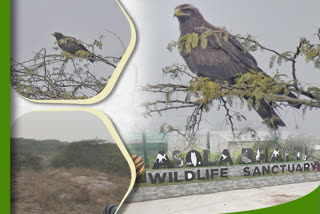 Asola Bhatti Wildlife Sanctuary