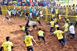 jallikattu