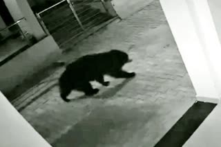 Bear in Sawai Madhopur Residential Area