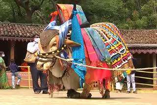 sankranti celebrations