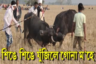 amidst covid situation traditional buffalo fight organized in kampur nagaon
