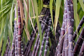 பொங்கல் பரிசு தொகுப்பில் வழங்கப்பட்ட கரும்பில் முறைகேடு நடைபெற்றுள்ளதா?