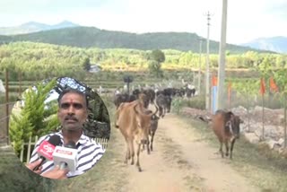 chikkamagaluru kamadhenu goshala protecting cows