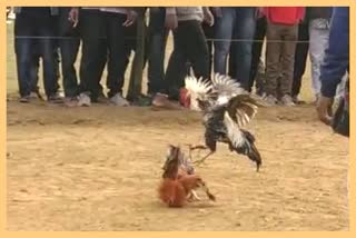 Cock fight at Dibrugarh Bokul