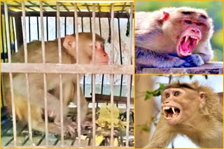 Monkey Terror In Churu