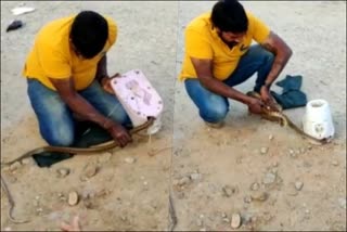 lake snake rescued in shivamogga