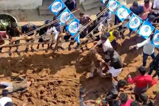 accident during jallikattu at vellor  accident during jallikattu  jallikattu accident  vellor jallikaat accident  viral video of accident during jallikattu  இளைஞரை இழுத்துச்சென்ற காளை  கயிற்றில் சிக்கிய இளைஞரை இழுத்துச்சென்ற மாடு  வேலூரில் இளைஞரை இழுத்துச்சென்ற காளை  வேலூர் ஜல்லிக்கட்டு  ஜல்லிக்கட்டு விபத்து