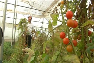 Cherry tomato cultivation