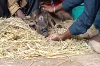 Three eyed calf became subject of curiosity in Rajnandgaon  മൂന്ന് കണ്ണുകളോടെ പശുക്കുട്ടി  രാജ്നന്ദ്ഗാവില്‍ മൂന്ന് കണ്ണുകളോടുകൂടി കാളക്കുട്ടി പിറന്നു