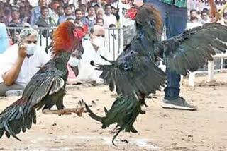 Two friends bet bullet bike in cock fight in Andhra Pradesh