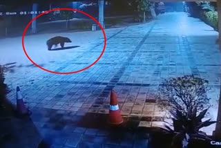 Bear video of Ranthambore