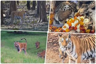 collarwali supermom tigress died