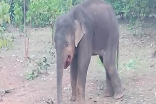 treatment of injured elephant by forest department in dhenkanal