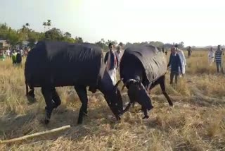Symbolic Buffalo Fight in Sivsagar