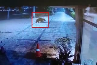 Bear strolling past midnight in Ranthambore National Park